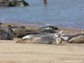 Seals at Hickling Broad

Picture kindly supplied by Mike Tustin