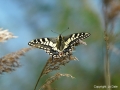 Swallowtail Butterfly at Hickling Broad. Not found anywhere else in the UK 

Picture kindly supplied by Jo Dale