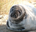 A seal pup in the process of molting. Near to Horsey

Picture kindly supplied by Evelyn Simak