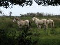 Wild ponies - Koniks, originally from Poland. They keep the fens around Hickling Broad free from scrub.

Picture kindly supplied by Evelyn Simak